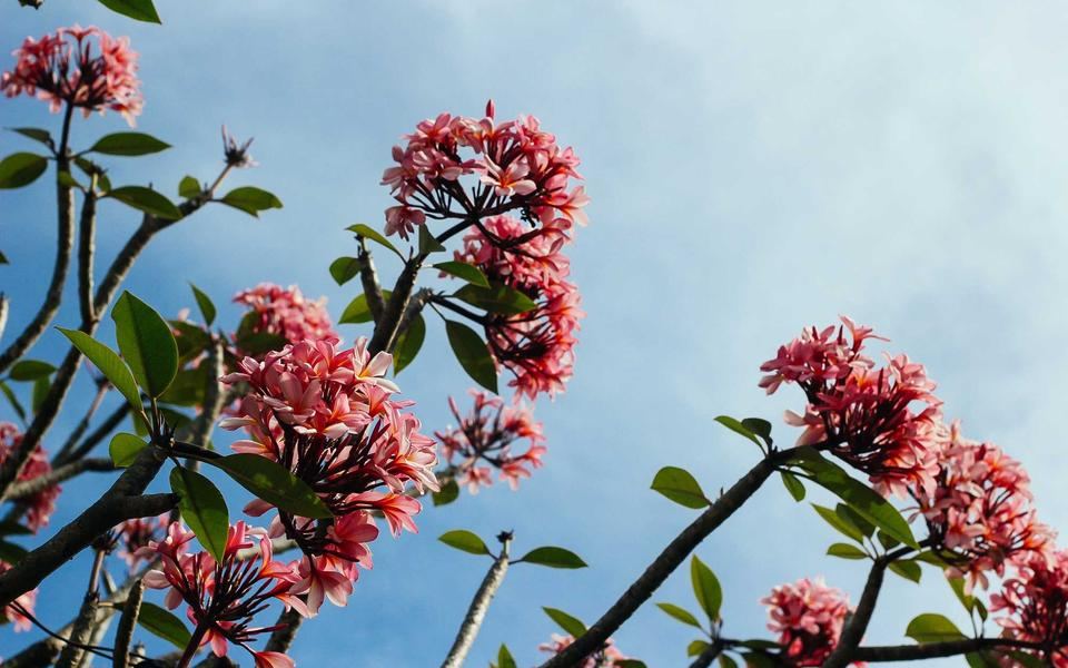 Fiori rosa su un ramo di albero contro un cielo azzurro